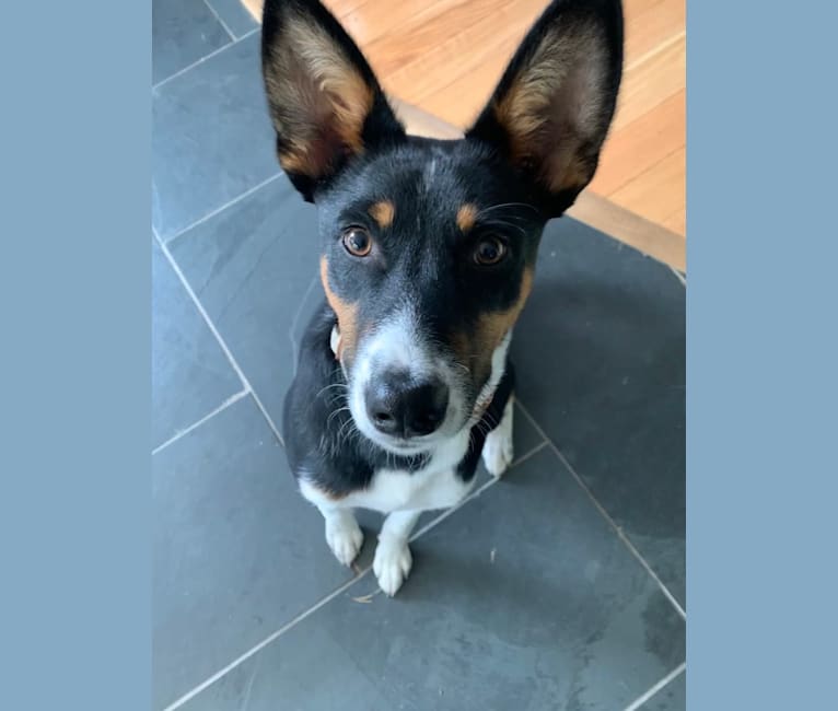 Barrett, a Basenji and Australian Shepherd mix tested with EmbarkVet.com