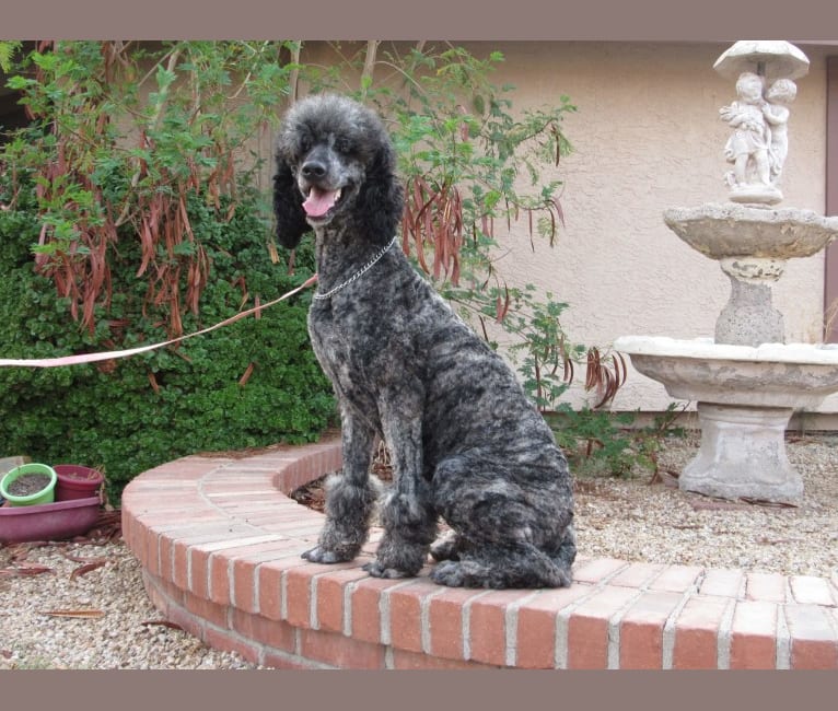 Silver brindle poodle discount