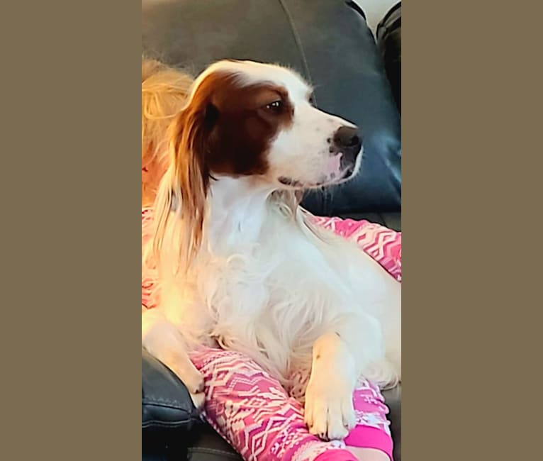 Hennessey, an Irish Red and White Setter tested with EmbarkVet.com