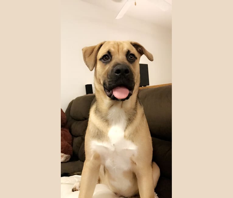 Storm, a Boxer and Akita mix tested with EmbarkVet.com