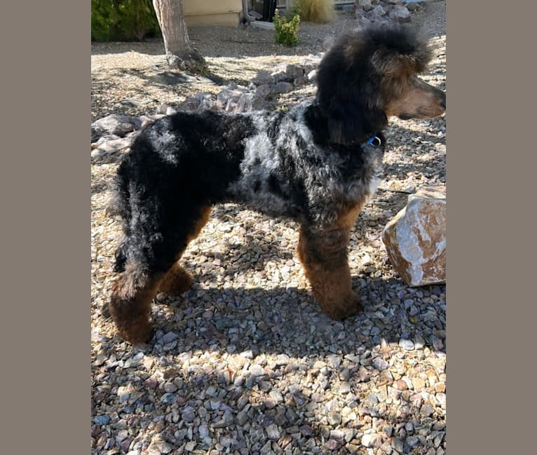 FAMOUS, a Poodle tested with EmbarkVet.com