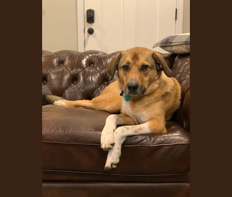 Russ, a Great Pyrenees and Boxer mix tested with EmbarkVet.com