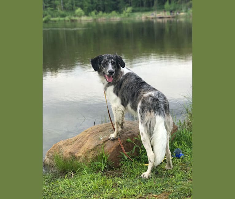 Oliver, a Coonhound and Collie mix tested with EmbarkVet.com