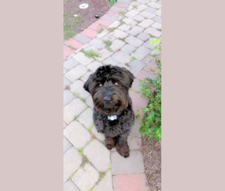 Snoop, a Soft Coated Wheaten Terrier and Golden Retriever mix tested with EmbarkVet.com