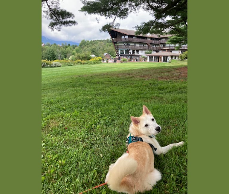 Wayne, a Japanese or Korean Village Dog and Golden Retriever mix tested with EmbarkVet.com