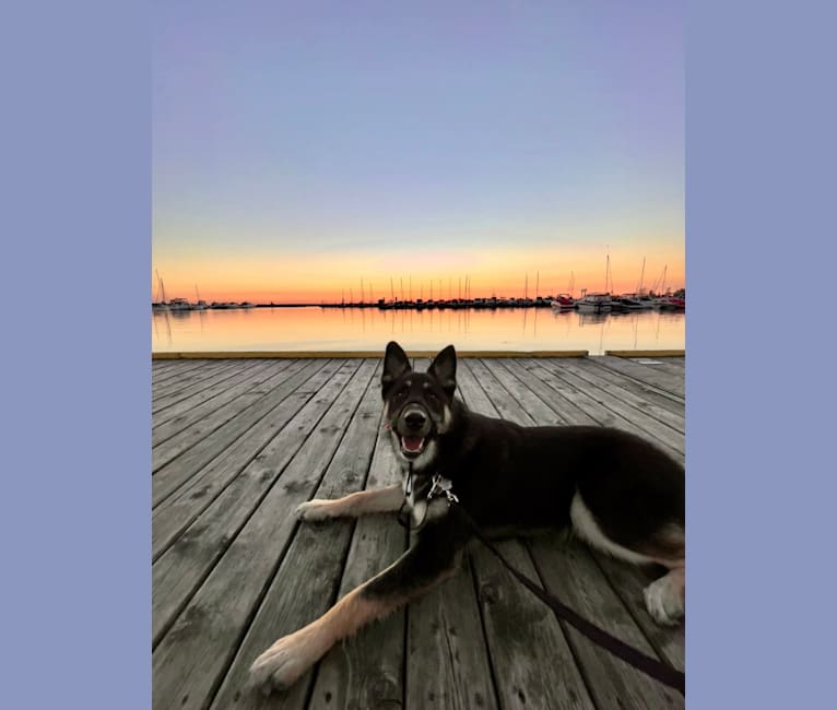 Cali, a German Shepherd Dog and Siberian Husky mix tested with EmbarkVet.com