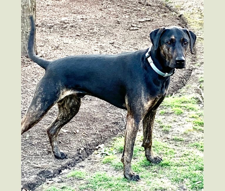 Mountain cur tail 2025
