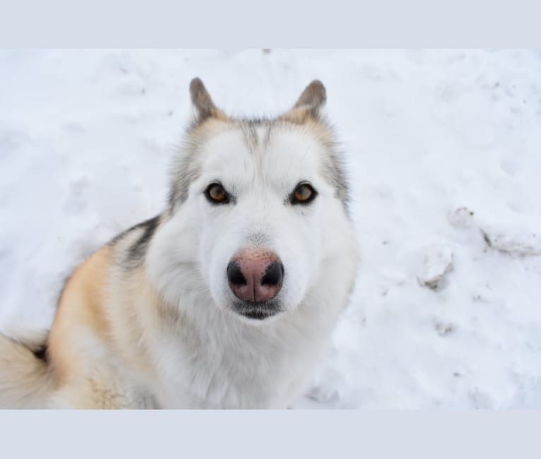 Valentine, an Alaskan Malamute and Siberian Husky mix tested with EmbarkVet.com