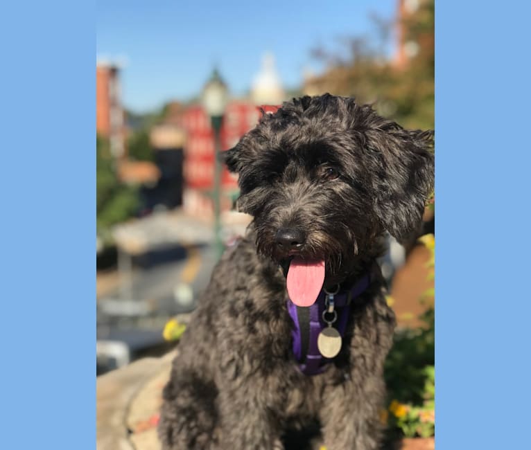 Photo of Bluebonnet, a Poodle (Small), American Pit Bull Terrier, Cocker Spaniel, and Mixed mix in San Antonio, TX, USA