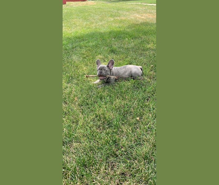 Nardo, a French Bulldog tested with EmbarkVet.com