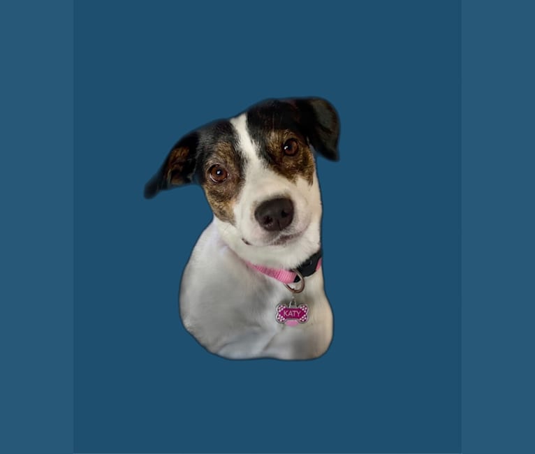 Katy, an Australian Cattle Dog and American Pit Bull Terrier mix tested with EmbarkVet.com