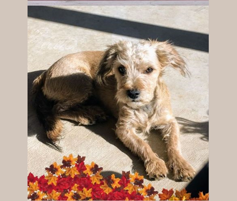 Photo of Ginger, a Poodle (Small), Yorkshire Terrier, Chihuahua, and Mixed mix in California, USA