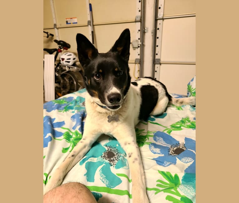 Dillinger, an Australian Cattle Dog and Russell-type Terrier mix tested with EmbarkVet.com