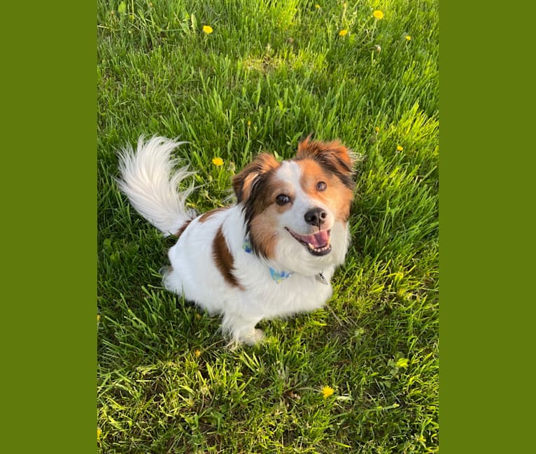 Cooper, an Australian Cattle Dog and Shih Tzu mix tested with EmbarkVet.com