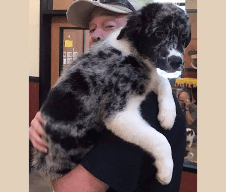 Murphy, a Border Collie and Chow Chow mix tested with EmbarkVet.com