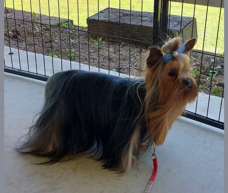 Sunny, a Yorkshire Terrier tested with EmbarkVet.com