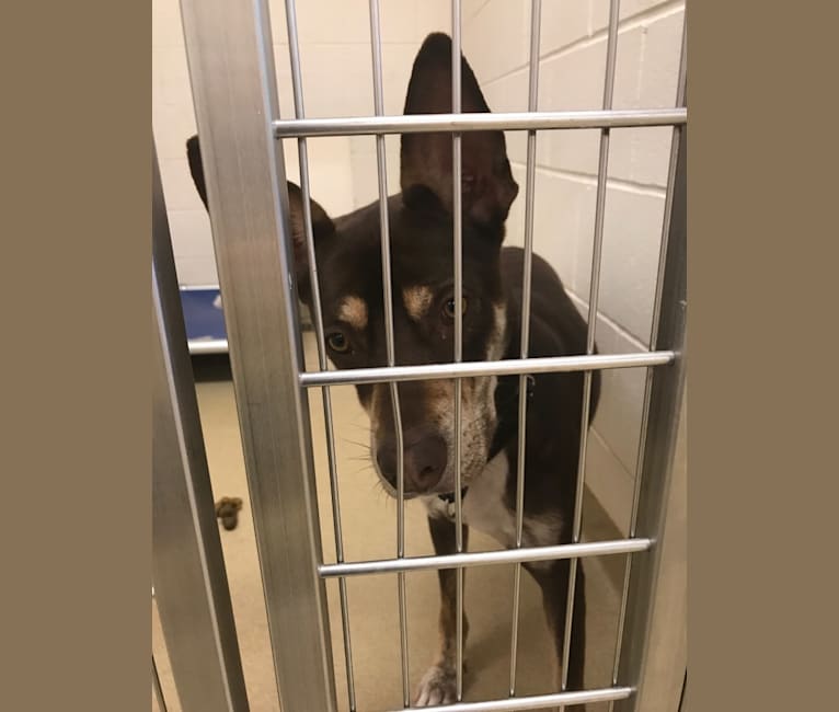Yoshi, an American Pit Bull Terrier and German Shepherd Dog mix tested with EmbarkVet.com