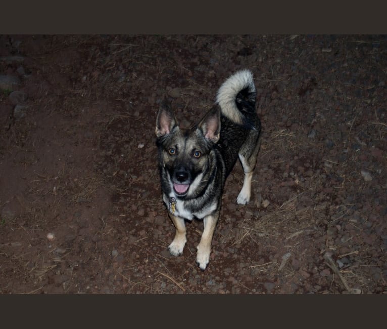 Photo of Tucker, an American Eskimo Dog, Poodle (Small), Chihuahua, and Mixed mix in Phoenix, Arizona, USA