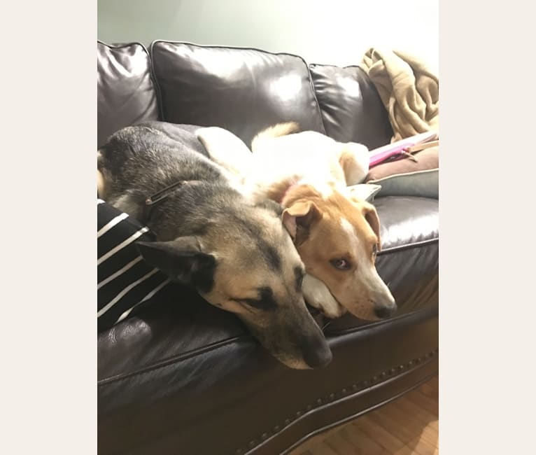Photo of Lacey, an Australian Cattle Dog, German Shepherd Dog, Labrador Retriever, Chow Chow, American Eskimo Dog, and Mixed mix in Strathroy, Ontario, Canada
