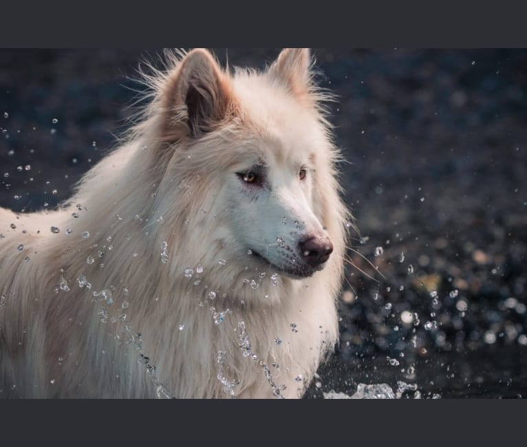 Nymeria, a Canadian Eskimo Dog and Alaskan Malamute mix tested with EmbarkVet.com