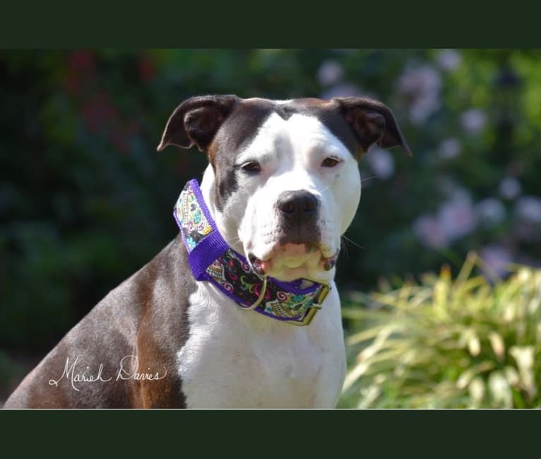 Willow, an American Bully tested with EmbarkVet.com