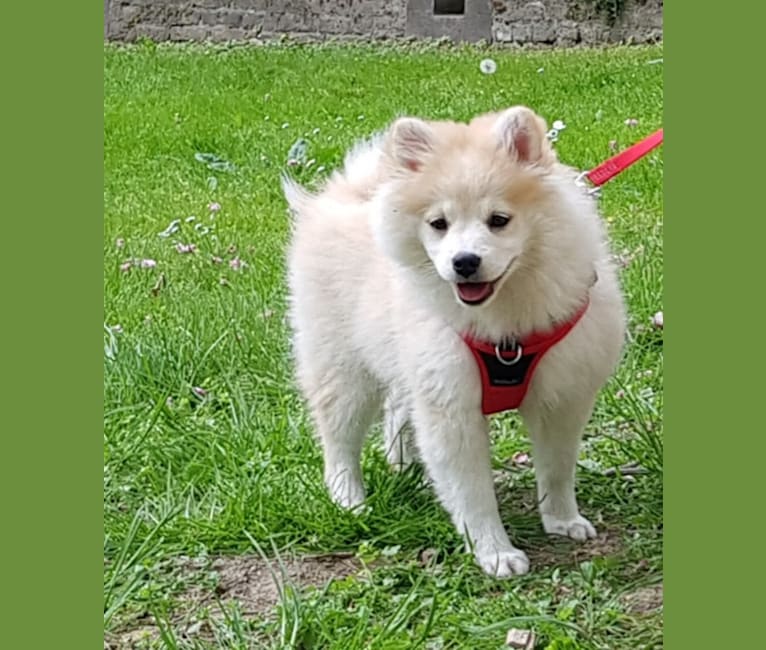 Pomsky Bandits'  Starlight Shaila, a Pomeranian and American Eskimo Dog mix tested with EmbarkVet.com