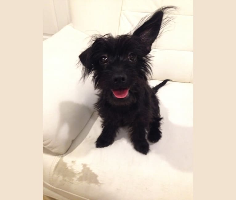 Nala, a Yorkshire Terrier and Dachshund mix tested with EmbarkVet.com
