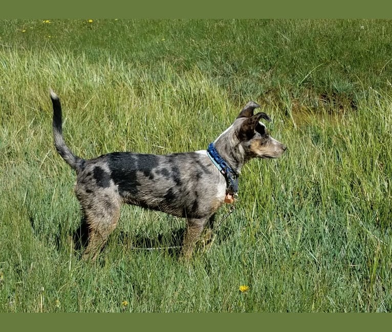 Daisy Jensen, an Australian Cattle Dog and Catahoula Leopard Dog mix tested with EmbarkVet.com