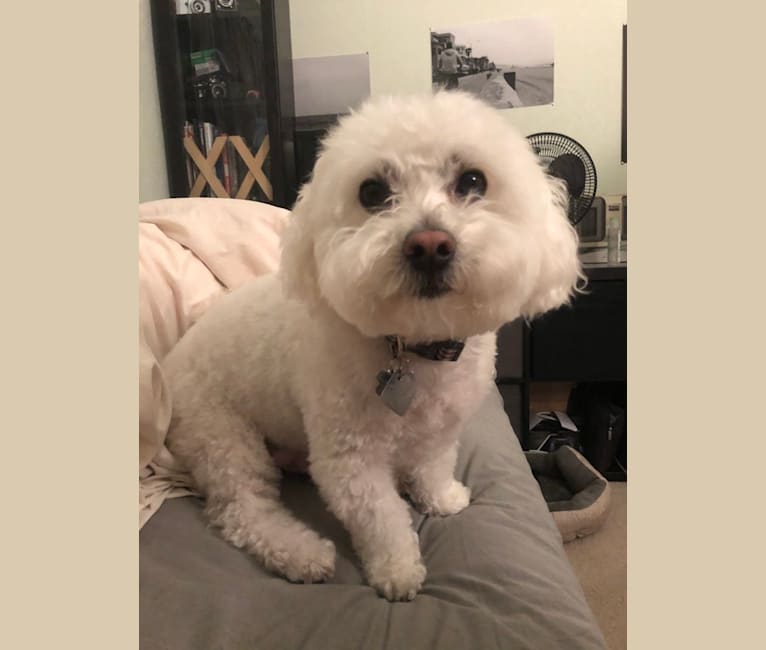 JJ, a Maltese and Poodle (Small) mix tested with EmbarkVet.com