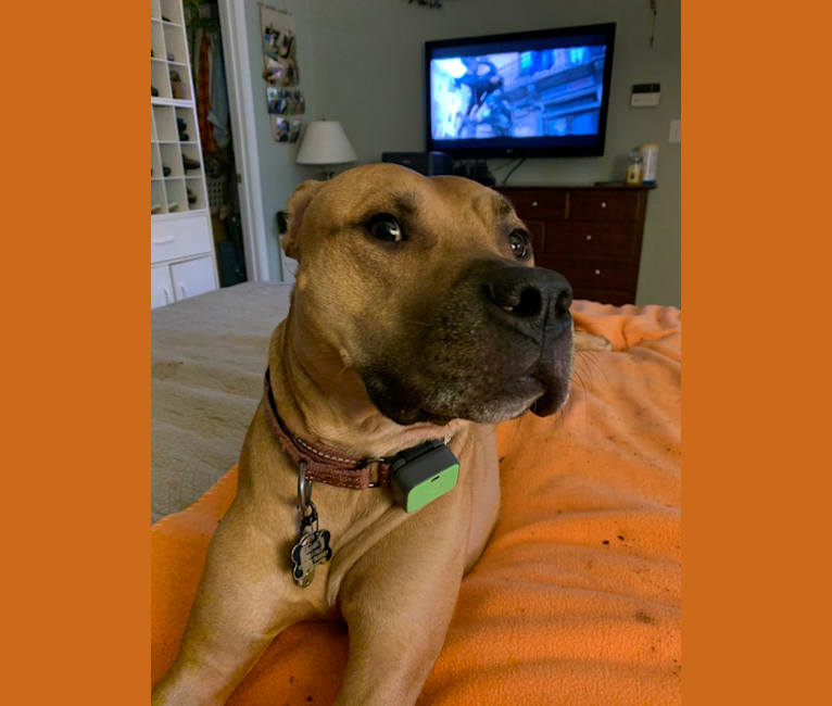 Monty, an American Pit Bull Terrier tested with EmbarkVet.com