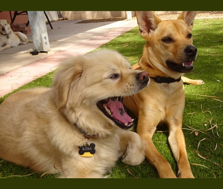Bean, a Chow Chow and Chihuahua mix tested with EmbarkVet.com