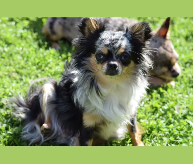 Sonora, a Chihuahua tested with EmbarkVet.com