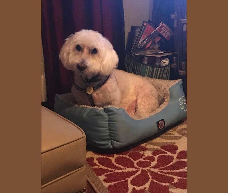 Winston, a Poodle (Small) tested with EmbarkVet.com