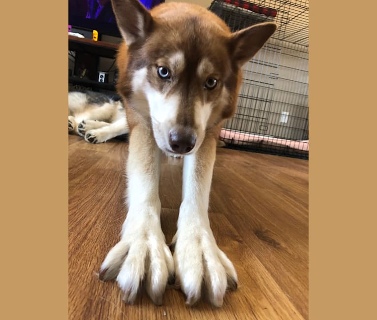 Asha, a Siberian Husky and German Shepherd Dog mix tested with EmbarkVet.com