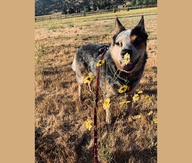 Photo of Buhka, an Australian Cattle Dog  in Tehachapi, California, USA