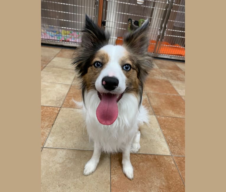 Pico, a Border Collie and Papillon mix tested with EmbarkVet.com