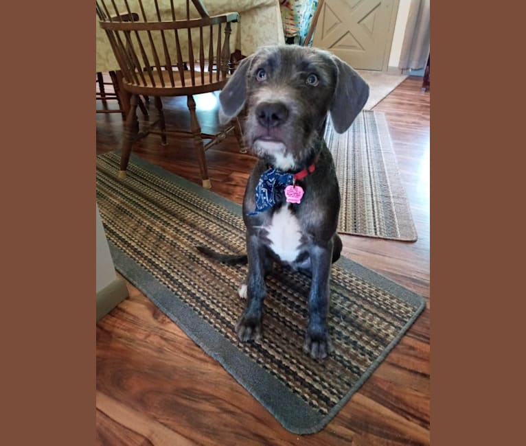 Puddin’ Pup, an American Pit Bull Terrier and Bluetick Coonhound mix tested with EmbarkVet.com