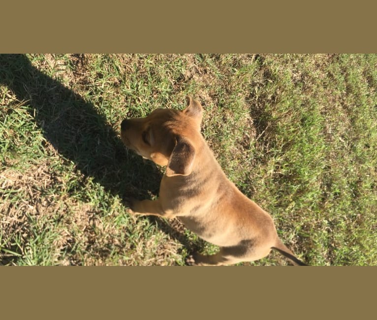 Photo of Nash, an American Pit Bull Terrier, Chow Chow, Labrador Retriever, American Staffordshire Terrier, and Mixed mix in Eastman, Georgia, USA