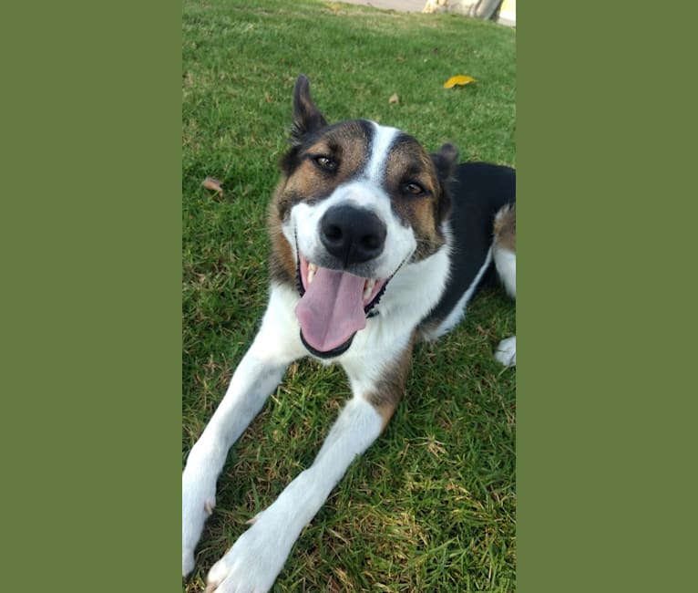 Clark, a Border Collie and Australian Cattle Dog mix tested with EmbarkVet.com