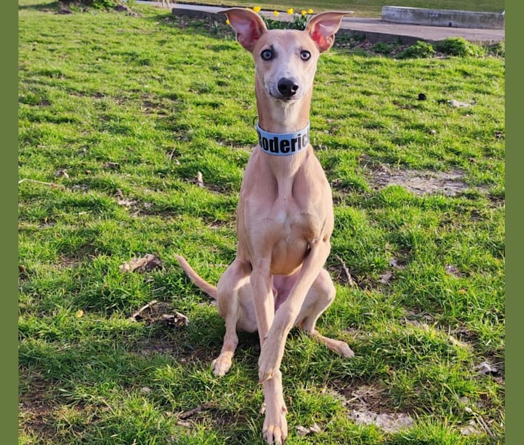 Roderick, a Whippet (15.0% unresolved) tested with EmbarkVet.com