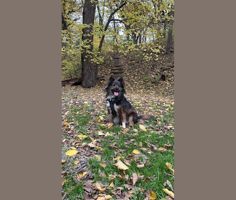 Meeko, an Australian Cattle Dog and American Bully mix tested with EmbarkVet.com