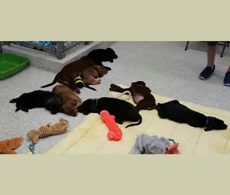 Photo of Bear Boombatz, a Pekingese, Chihuahua, Pomeranian, and Rat Terrier mix in Louisiana, USA