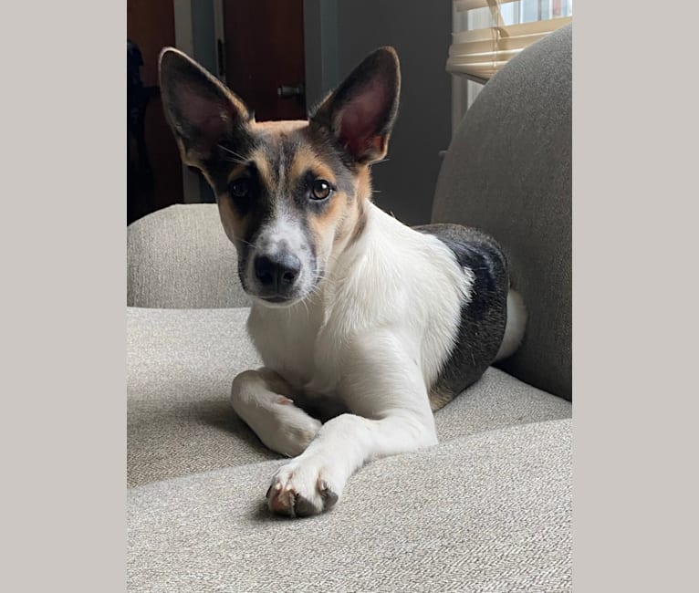 Norwegian cattle dog 2025