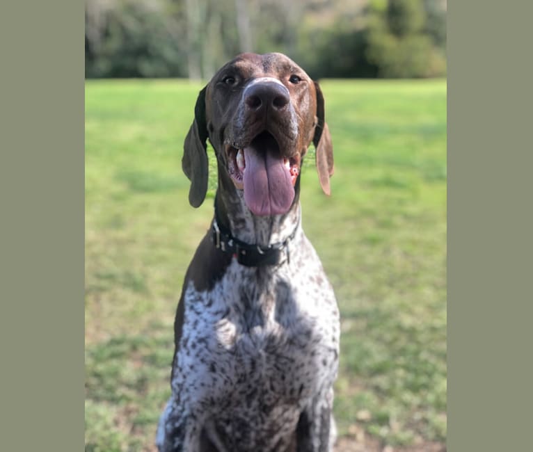 Jackson, a German Shorthaired Pointer tested with EmbarkVet.com