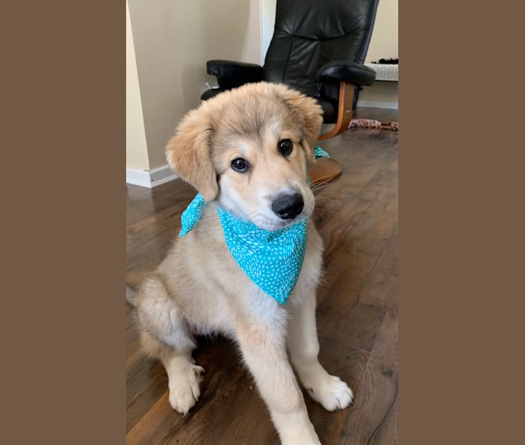 Honey, a Great Pyrenees and Maremma Sheepdog mix tested with EmbarkVet.com