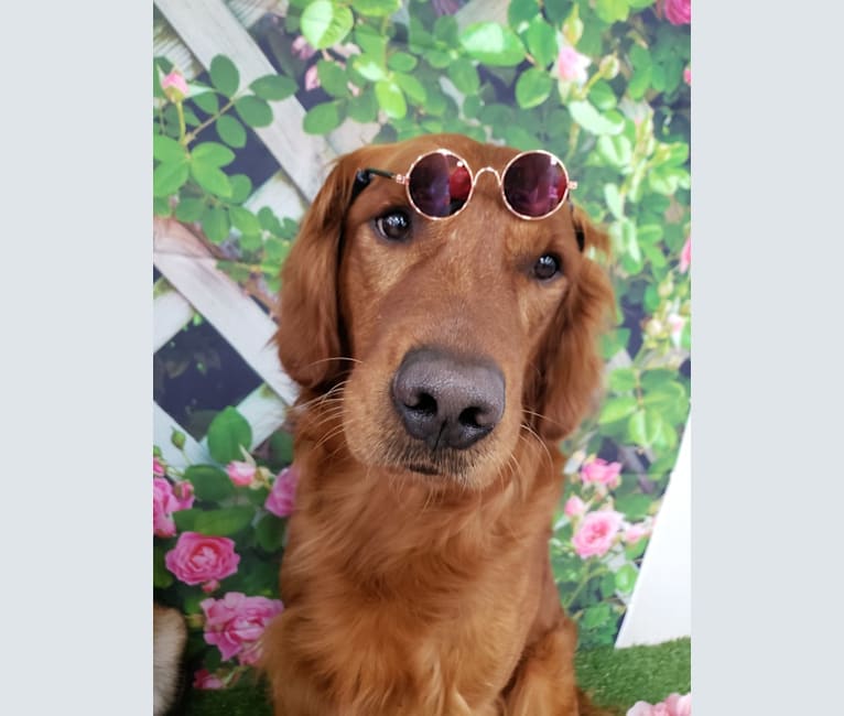 Hohum's Shadow From The Moon, a Golden Retriever tested with EmbarkVet.com