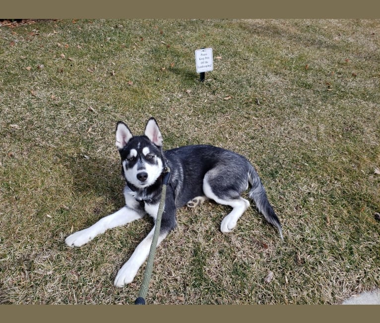 Photo of Rocket, a Siberian Husky, Alaskan Malamute, German Shepherd Dog, Chow Chow, and Akita mix in California, USA