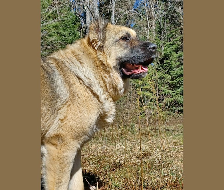 Photo of Laiyka, a Caucasian Ovcharka  in Manitoba, Canada