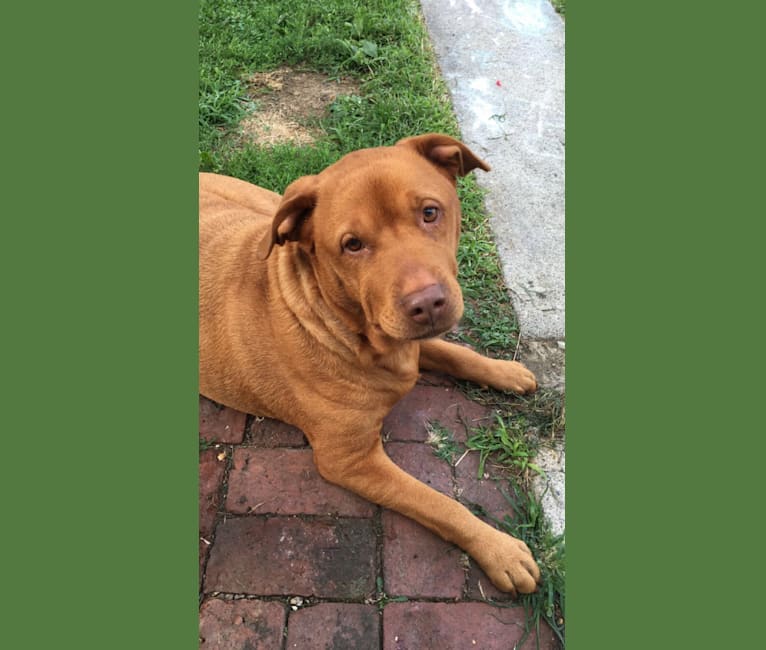 embark dog dna test breed