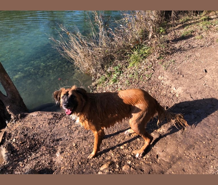 Bodhi, a German Shepherd Dog and Boxer mix tested with EmbarkVet.com